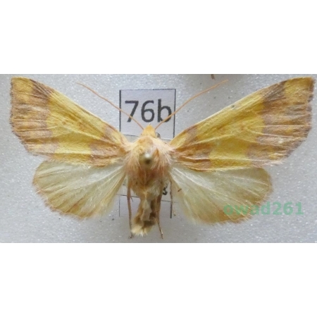 Tiliacea aurago (Denis & Schiffermüller, 1775) Czech76b